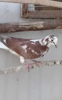 ۶ عدد کفتر