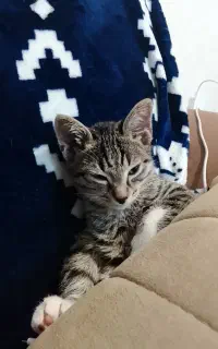 واگذاری گربه نر