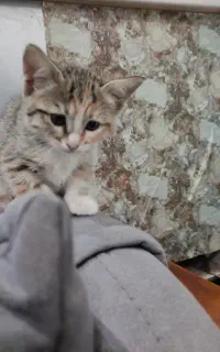 واگذاری بچه گربه
