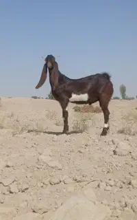 یک کهره نر مری گلابی اصل لنگه جمل حراج شده