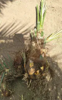 فسیل کلوته ۴۸۰