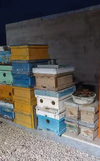 کندو / طبق / قاب