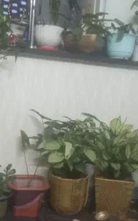 گل وگیاه خونگی