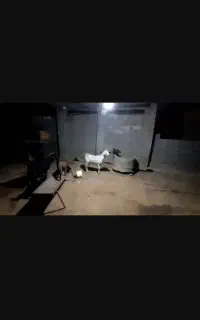 بز کهردار