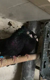زاغ چش نوک سفید