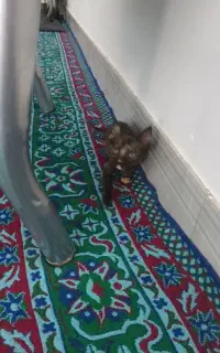 گربه