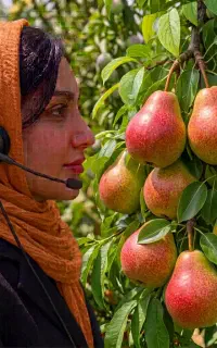 نهال گلابی سردرودی در شهرکرد، فروشگاه دارای مجوز