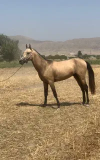 اسب نریون سمند یال و دم مشکی