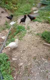 فروش مرغ تخم گذار