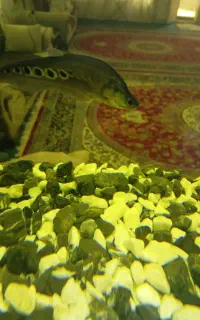 ماهی نایف و بلک گوست