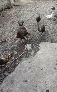 بوقلمون نر