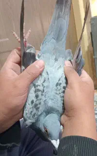 کبوتر‌مسافتی