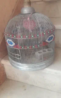 قفس