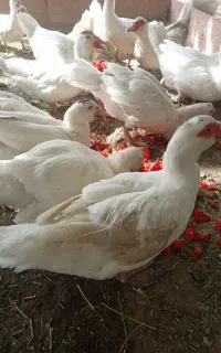 اردک مسکویی