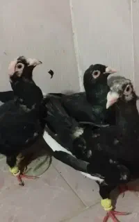 فروش پرنده قره سوری