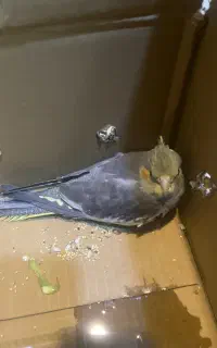 جوجه عروس هلندی دوماهه دستی