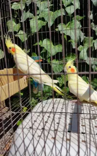 ۳عدد جوجه عروس لوتینو ۳ماهه