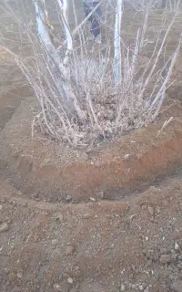 تیلر زدن وگود برداری درخت