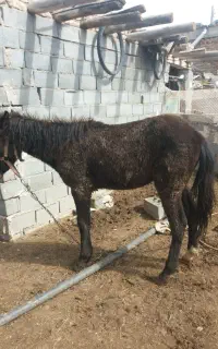 اسب یک ساله گوسفندی آروم