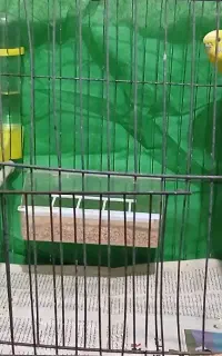 جفت مرغ عشق باقفس
