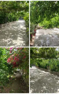 باغ برای عکاسی