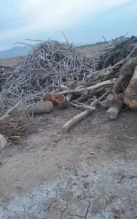 خرید چوب