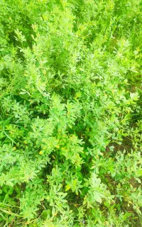 یونجه ارومیه
