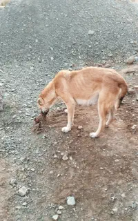سگ سرابی