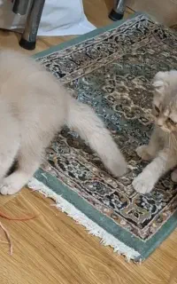 زیباترین بچه گربه های گلدن