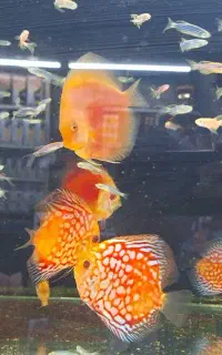 ماهی آکواریومی