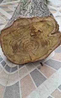 تنه درخت توت