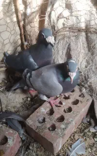 چند عدد کفتر فروشی