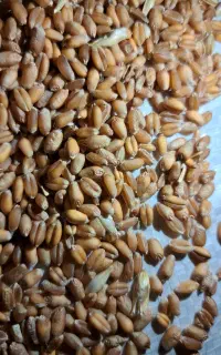 گندم بذری ال جی 5.عملکرد در هکتار 12تن