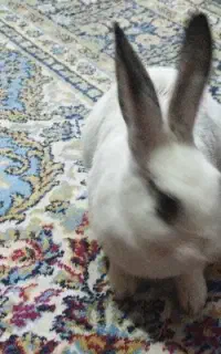 فروش یک عددخرگوش ماده ی بزرگ