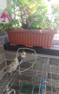 گمشده عروس هلندی
