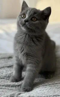 بریتیش شورت هیر بلو