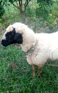 قوچ دو سال دو دندان