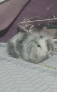 خرگوش لوپ با قفس