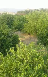 نیازمند لوله دست دوم باغداری