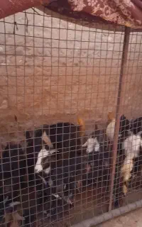 ۹عدد بیگ نر ماده