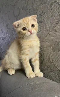 انکاتیش گربه