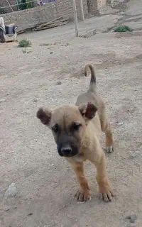 سگ سرابی