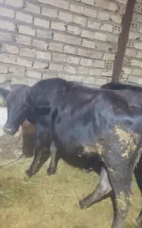 گوساله ماده گوشتی
