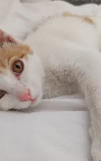 بچه گربه