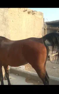 اسب وسگ