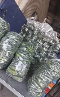 خیار محلی