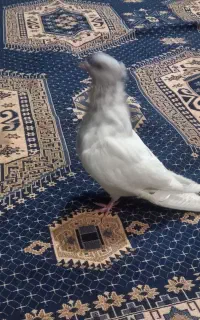 کفتر کله مصری
