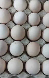 تخم مرغ رسمی دونه ۲۷هزار