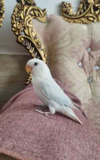 کوتوله دستی
