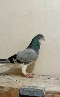 کفتر خرقه روس